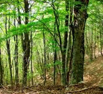 Regione Lombardia: 2,9 milioni per le misure forestali