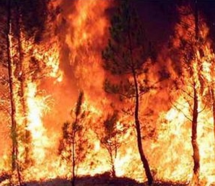 Il bosco brucia: un’occasione per riflettere sulla politica forestale in Italia
