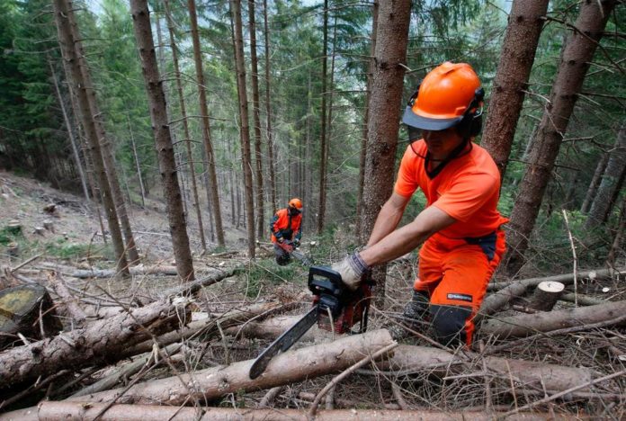 Codice forestale, per Coldiretti aumenterà i posti di lavoro