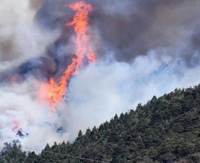 Il Consorzio Forestale Alta Valle Susa e Pro Silva realizzeranno una visita nei boschi di Val Susa percorsi dal fuoco