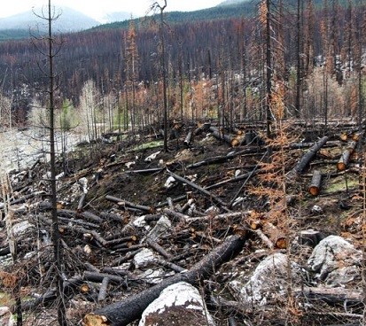 Incendi boschivi in Piemonte, la ripresa è consultabile online