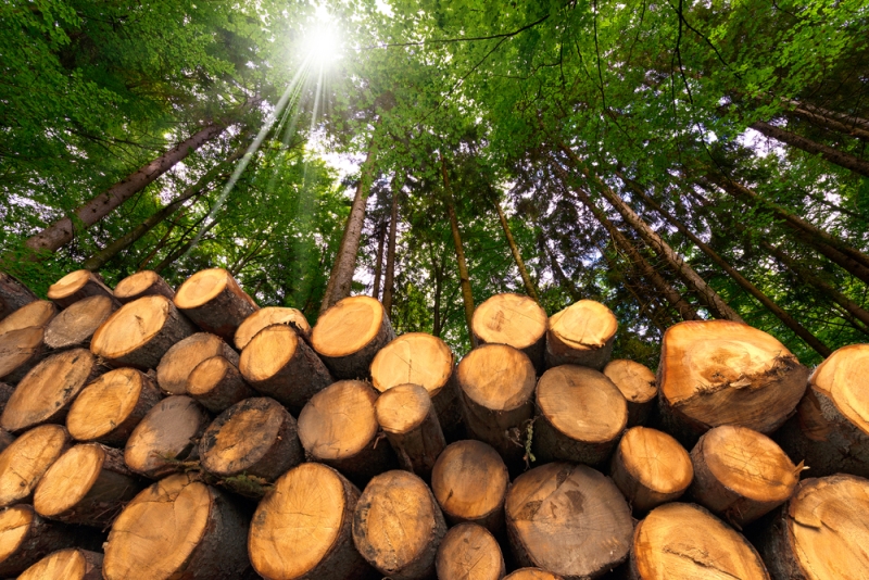 Al voto del Parlamento europeo il compromesso sul regolamento per la gestione delle foreste