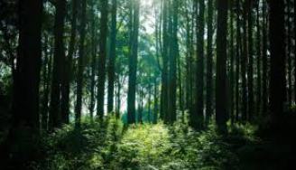 Regione Umbria PSR 2014-2020: foreste, pubblicato nel “bur” bando per investimenti; Cecchini: “a disposizione 4 mln 600 mila euro”