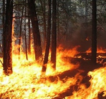 Presidenza del Consiglio: campagna estiva antincendio boschivo 2019