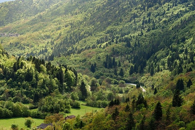 Regione Veneto: Approvati 34,2 milioni per settore agricolo, foreste e “aree interne”