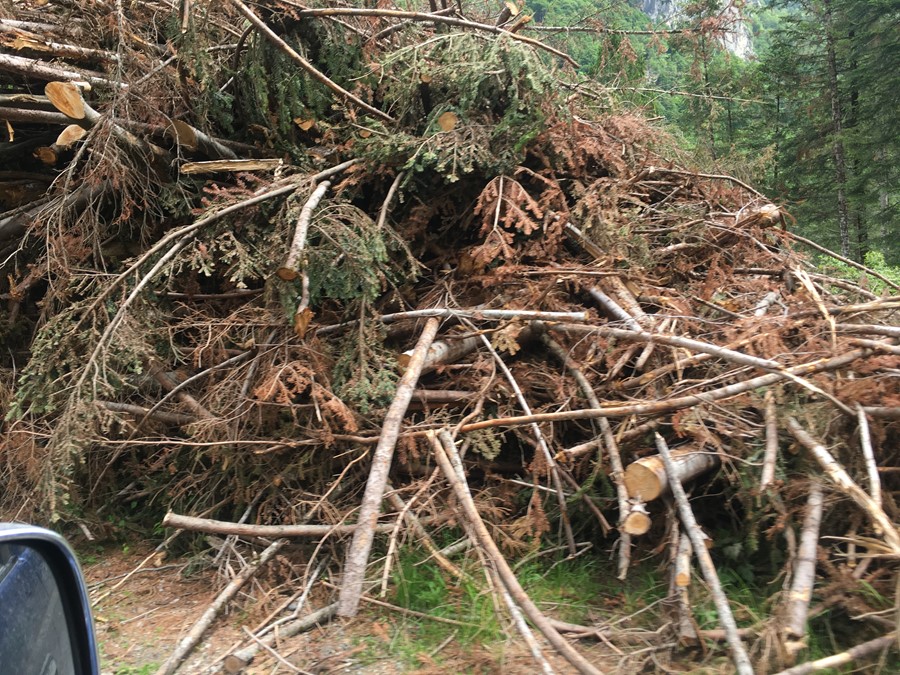 A Boster nord est le strategie per conservare il legname abbattuto dalla tempesta Vaia