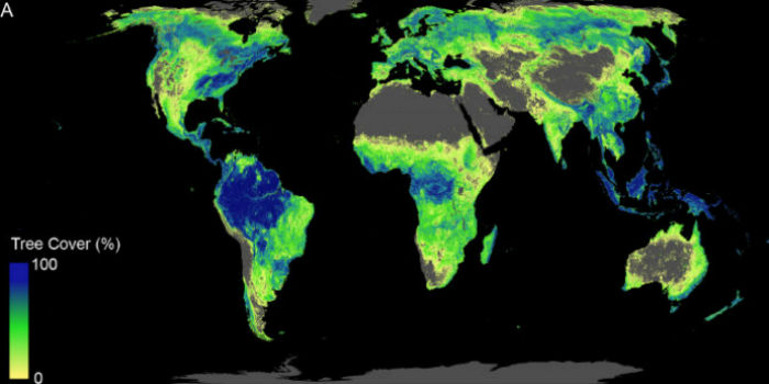 Studio sulla superficie potenziale per una copertura forestale globale